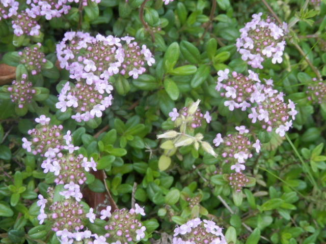 a0275492_313316.jpg