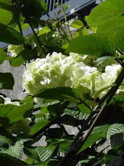 c0152002_10392329.jpg
