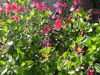 c0152002_1039502.jpg