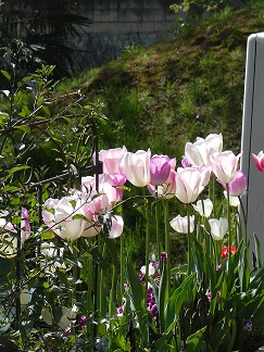 c0152002_1040512.jpg