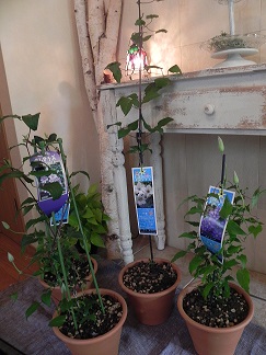 c0152002_10414476.jpg