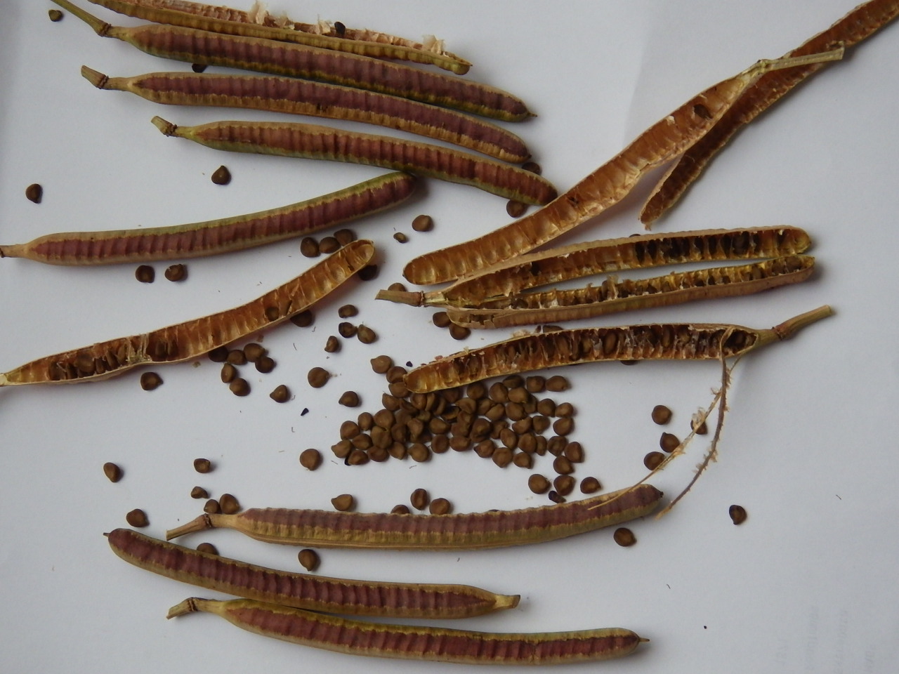 「ハブ茶の種」の画像検索結果