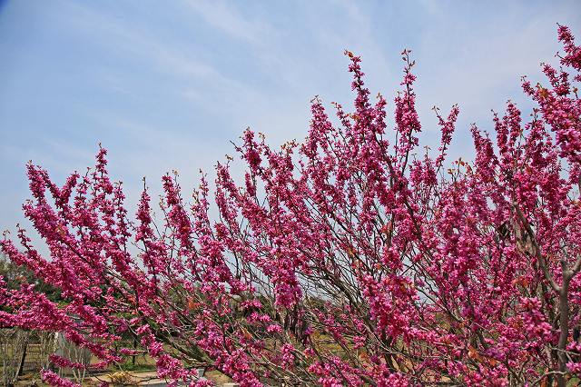 a0242438_1991312.jpg