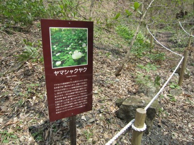 e0110940_7372182.jpg