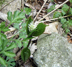 e0110940_92487.jpg