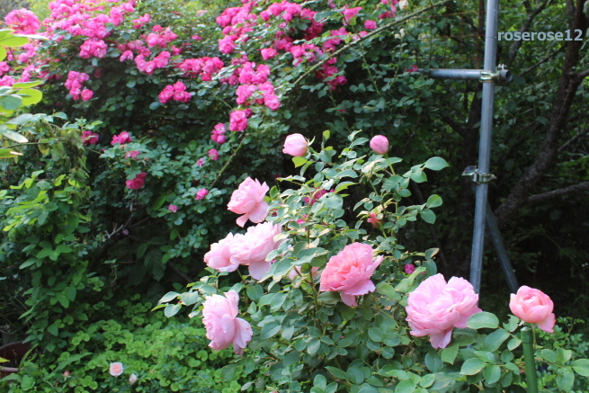 a0249051_4491519.jpg