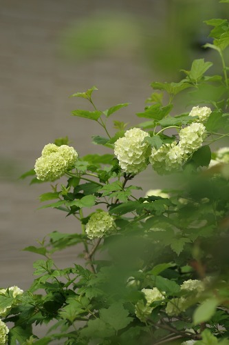 c0186463_17364177.jpg