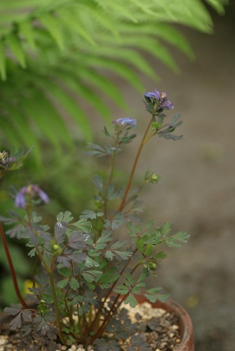 c0186463_18382664.jpg