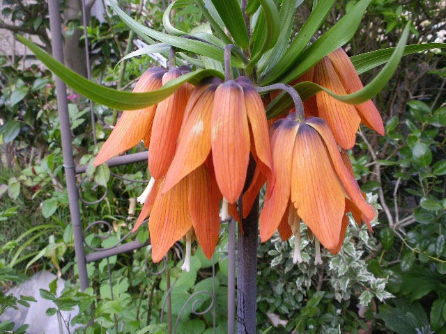 f0042665_17435615.jpg