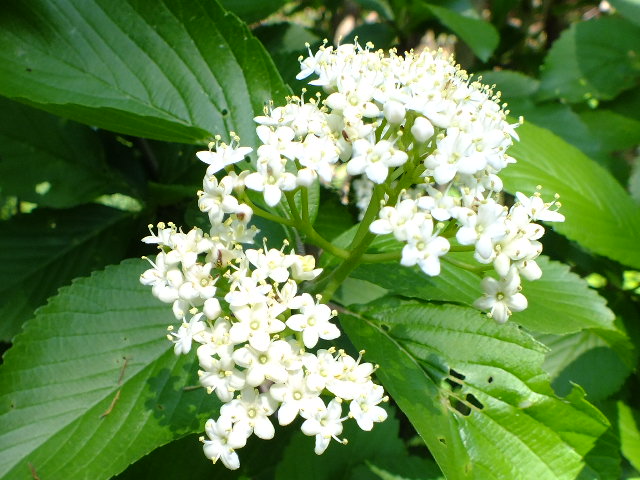 e0145782_11131176.jpg