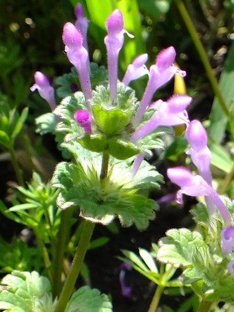 e0145782_114037.jpg