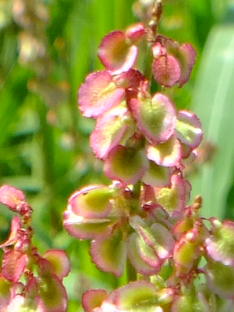 e0145782_1165428.jpg