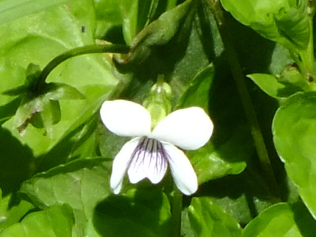 e0145782_116941.jpg