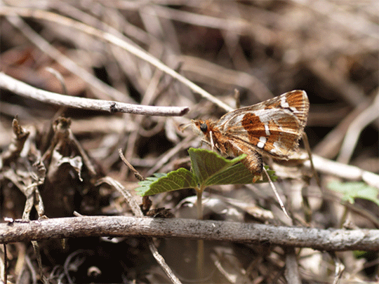 b0053192_96796.gif