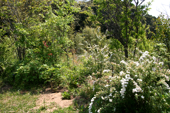 d0100095_947493.jpg