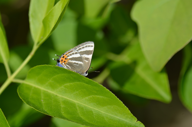 a0277496_8494539.jpg