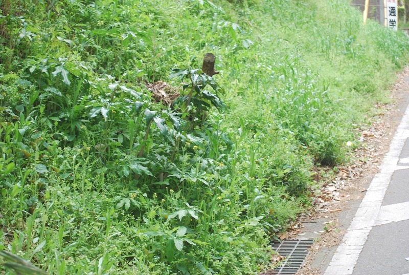 e0025300_2395639.jpg