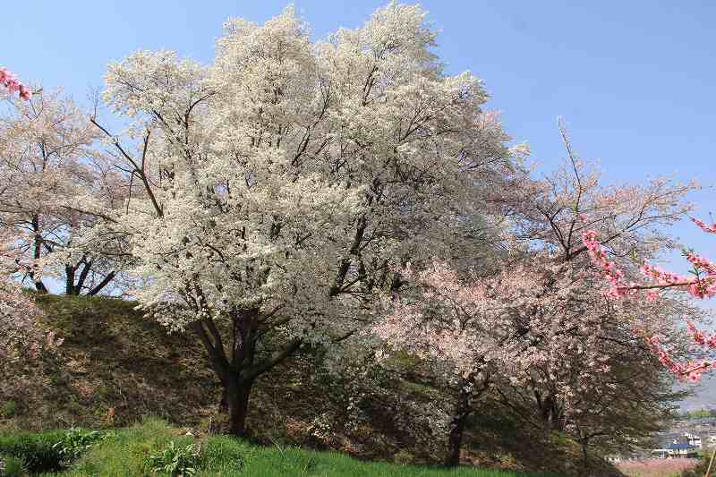 a0188405_2223610.jpg
