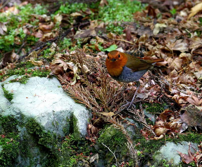 c0213607_2352467.jpg