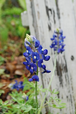 e0128909_6234090.jpg