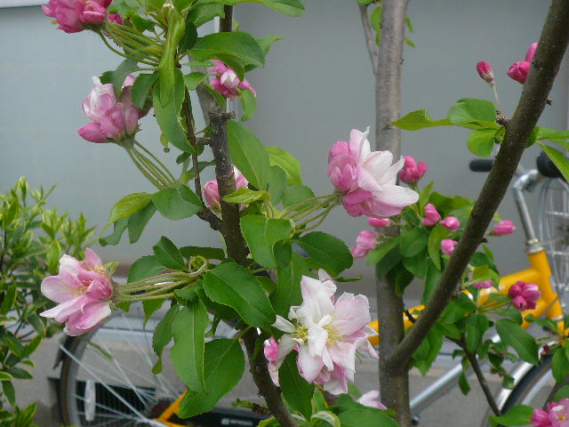 e0026017_14454574.jpg