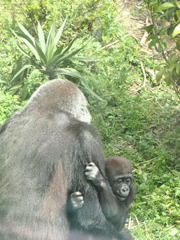 c0188928_15435669.jpg