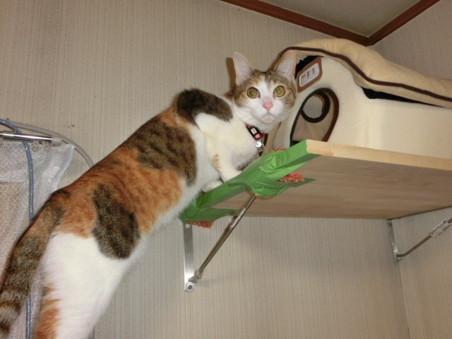 c0194042_21441133.jpg