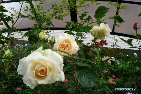 a0249051_5363221.jpg