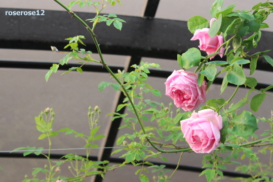 a0249051_5594738.jpg