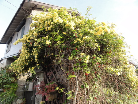 c0108460_216137.jpg
