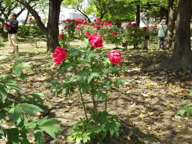 e0143671_1119509.jpg