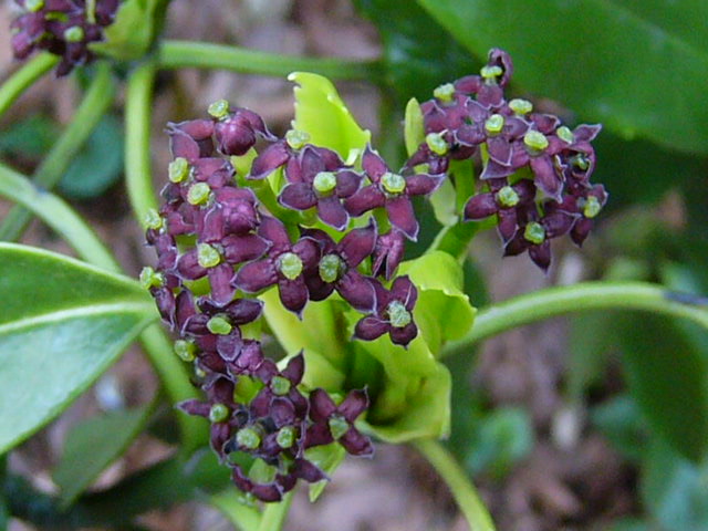 e0145782_1511124.jpg