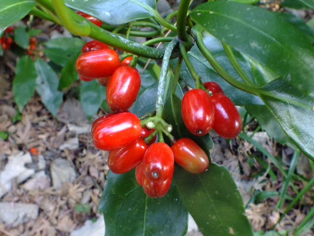 e0145782_1563430.jpg