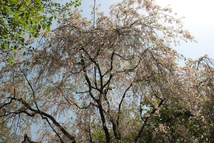 a0127090_1585933.jpg