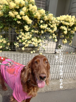 a0134004_16421539.jpg