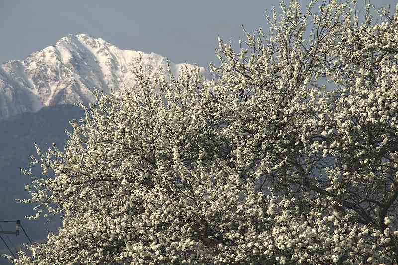a0188405_819576.jpg