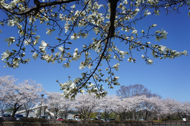 f0143119_20104791.jpg