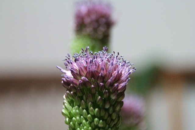 e0184251_7173995.jpg