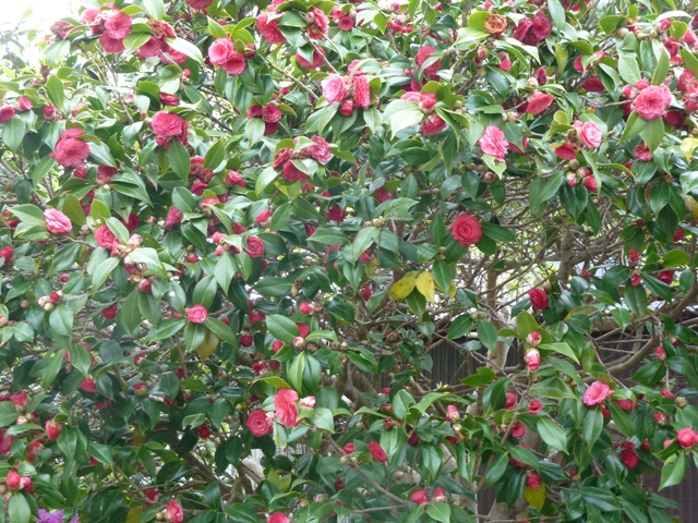 e0278968_23322415.jpg