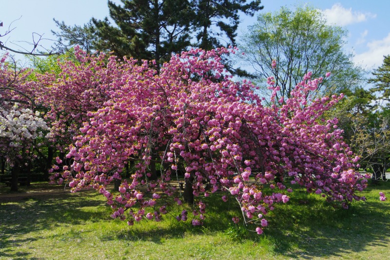 a0127090_17175277.jpg