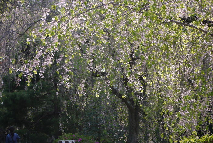 a0127090_20595334.jpg