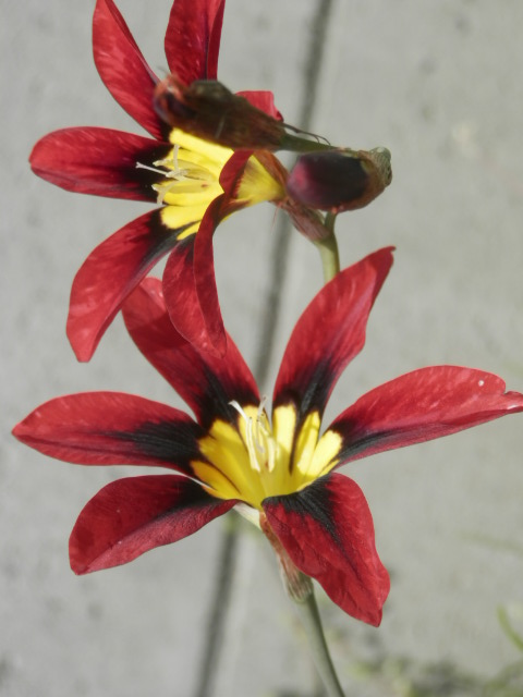 a0275492_492340.jpg