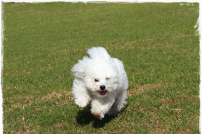 b0151893_18465878.gif