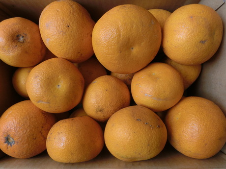 a0203003_226445.jpg
