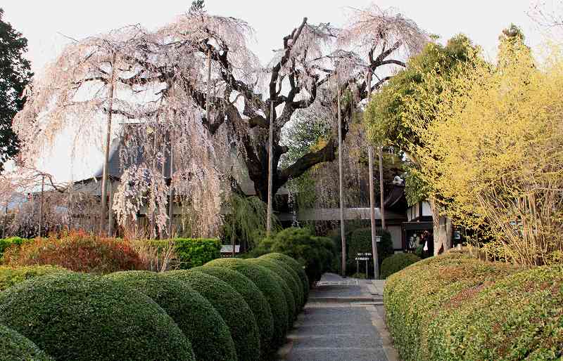 a0188405_838512.jpg