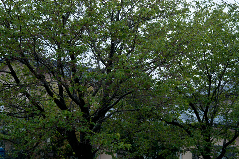 a0278914_7213390.jpg