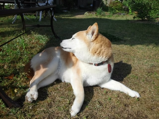 c0060620_8505529.jpg