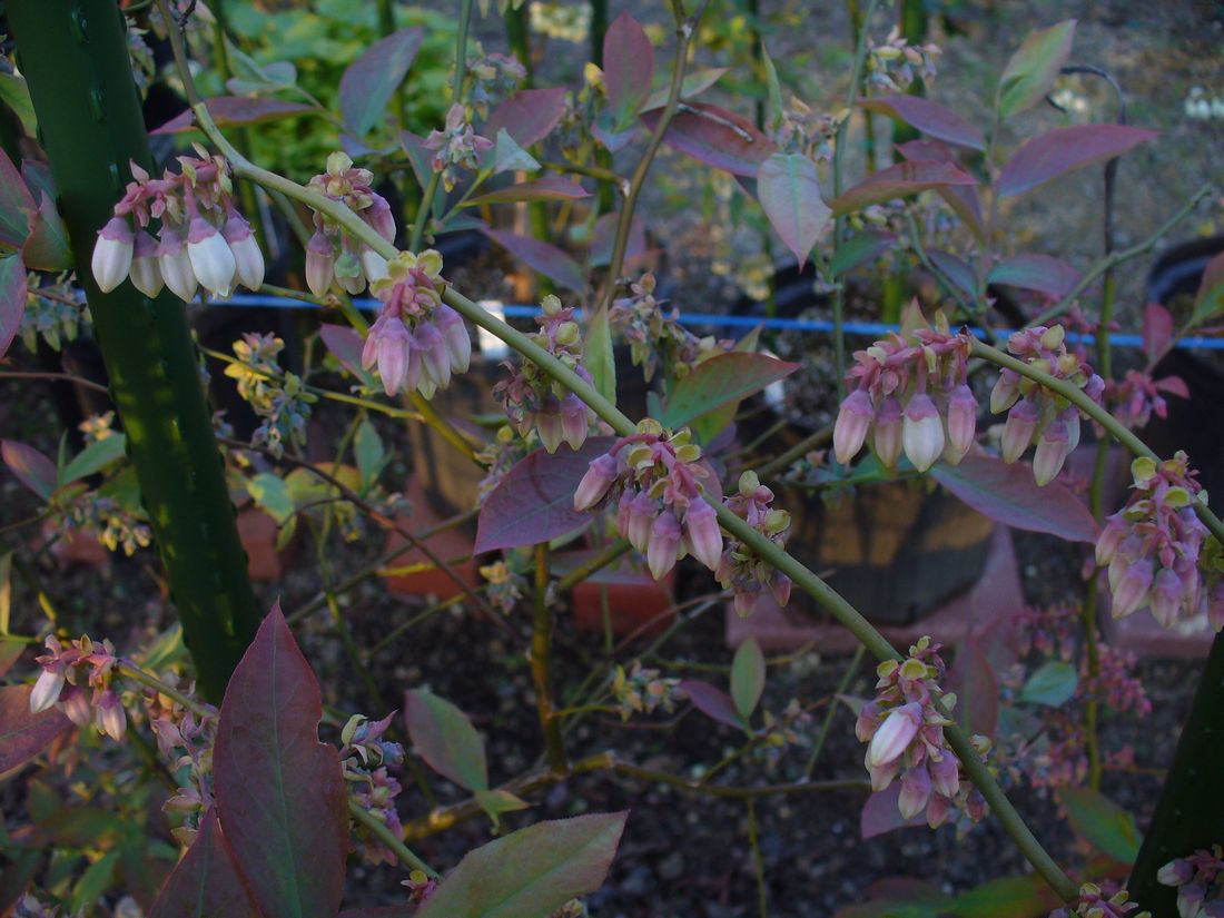 f0275632_2317881.jpg