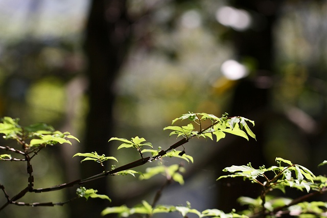 a0242438_1963774.jpg