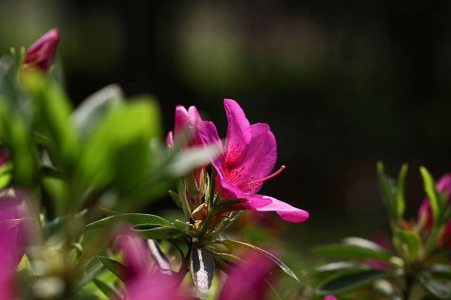 a0242438_1973248.jpg